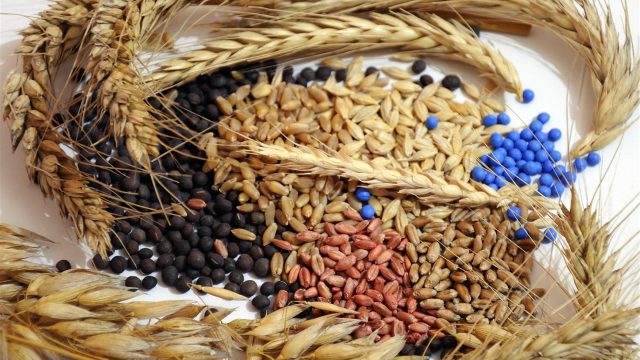 Türkiye’nin Tohum İhracatı İthalatını Geçti